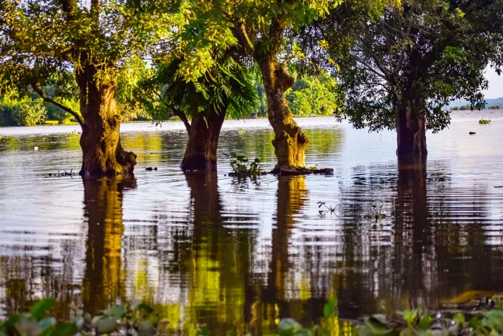 Son Beel Assam, the second largest wetland in Asia বরাক উপত্যকার সম্ভাবনাময় পর্যটন স্থল শনবিল | হিজল গাছ | Places to visit in Karimganj | Son Beel Assam | Son Beel wetland