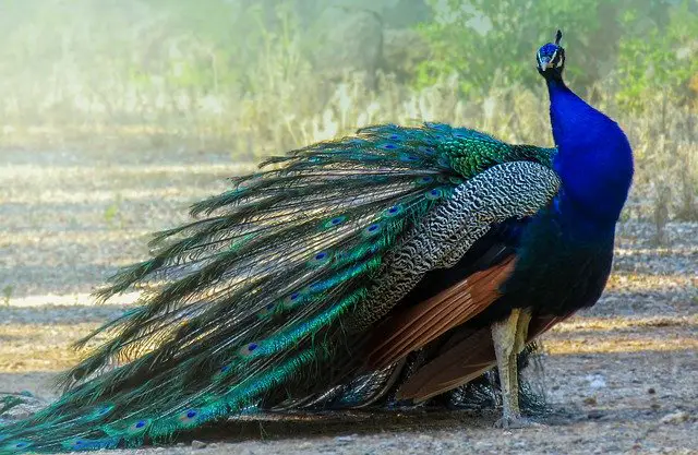 সঙ্কিপ্ত রচনা : ময়ূর | 10 lines on Peacock in Bengali |  10 lines on Peacock in Bengali for class 2