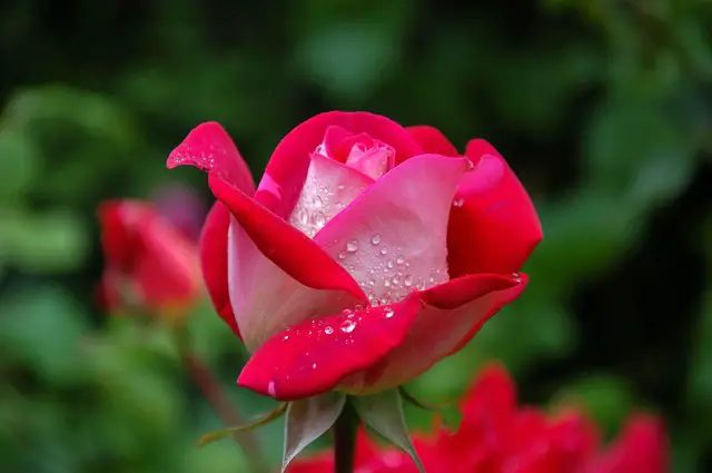 গোলাপ ফুল রচনা | 10 lines about Rose in Bengali | Rose flower Essay in Bengali