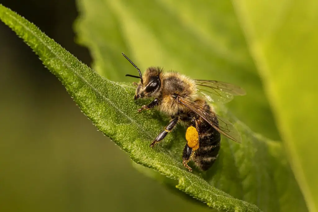 মৌমাছি সম্পর্কে ১০ টি বাক্য | Paragraph on Honey Bee in Bengali