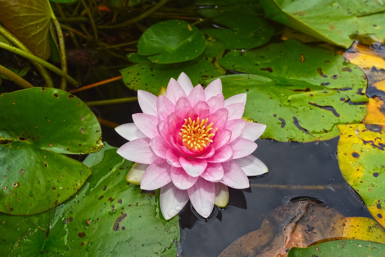 10-lines-on-water-lily-flower-in