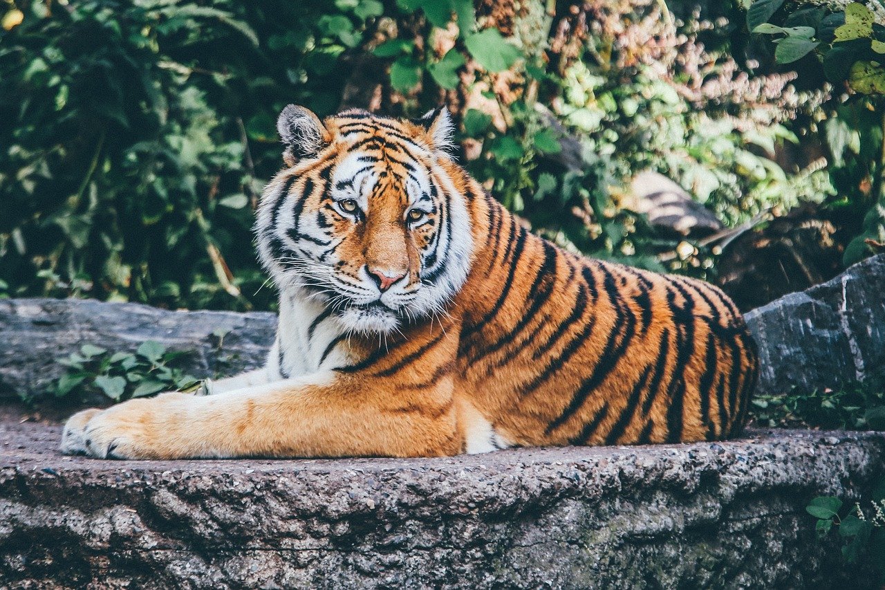 essay on tiger in bengali