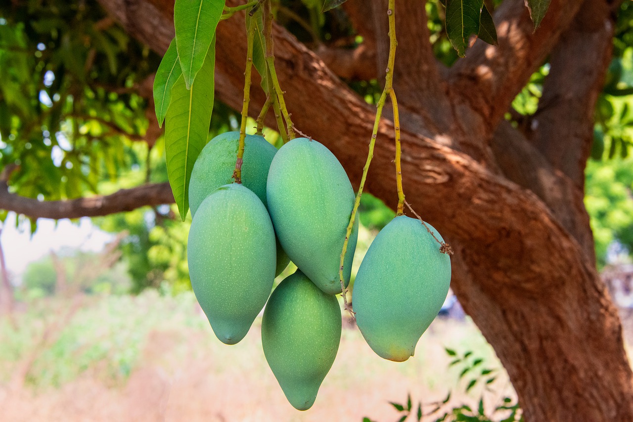 Mango Paragraph জাতীয় ফল আম রচনা | Paragraph on Mango in Bengali - Bengali Forum